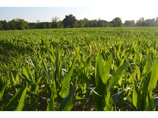 Property photo 44 - 64 Acre Farm Offered in 4 Tracts or in Combinations - Real Estate Auction